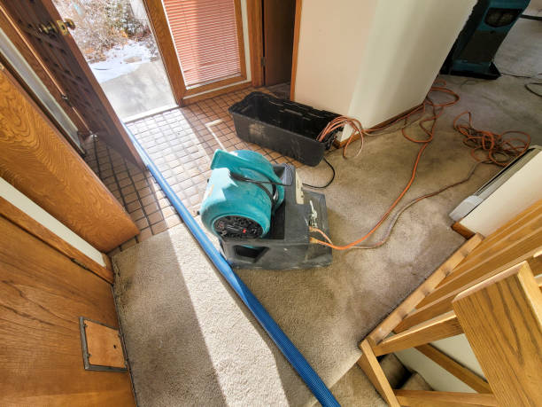 Best Water damage contractors near me  in Pierz, MN