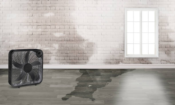 Best Basement water damage restoration  in Pierz, MN